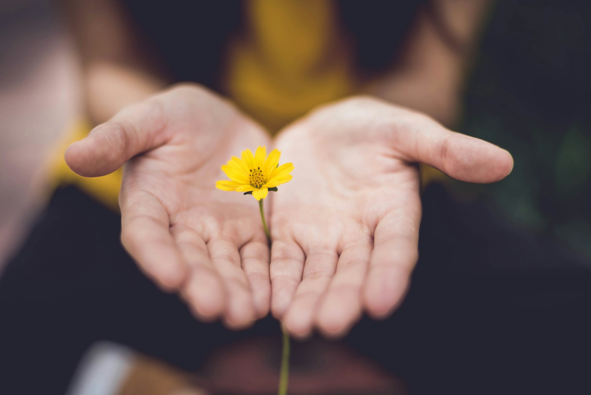 Mani con un fiore giallo